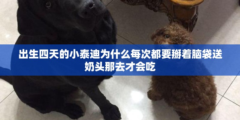 出生四天的小泰迪为什么每次都要掰着脑袋送奶头那去才会吃