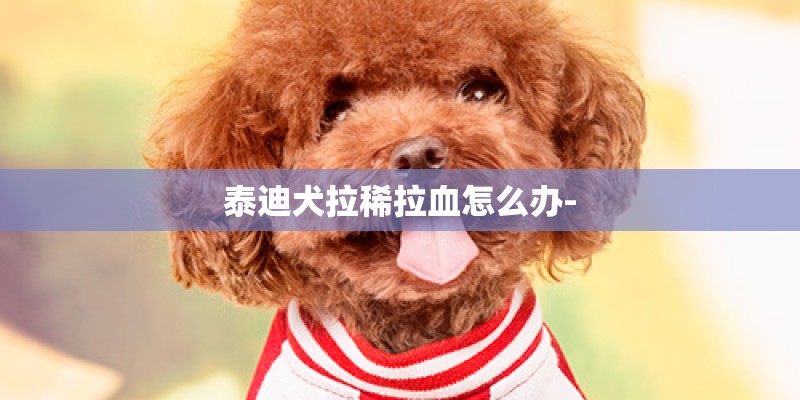 泰迪犬拉稀拉血怎么办-