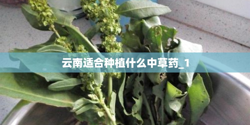 云南适合种植什么中草药_1