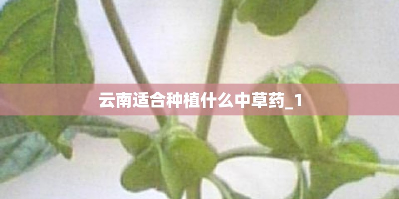 云南适合种植什么中草药_1