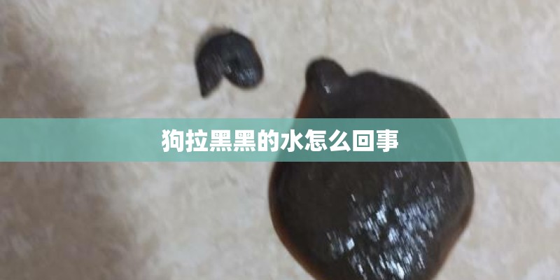 狗拉黑黑的水怎么回事