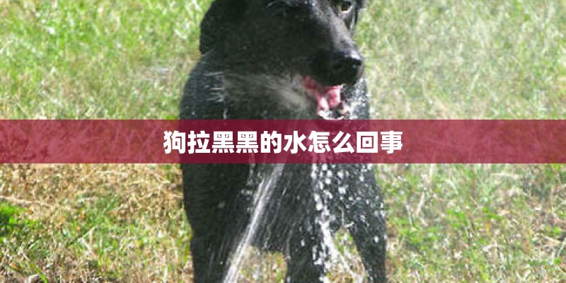 狗拉黑黑的水怎么回事