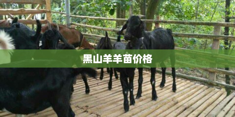 黑山羊羊苗价格