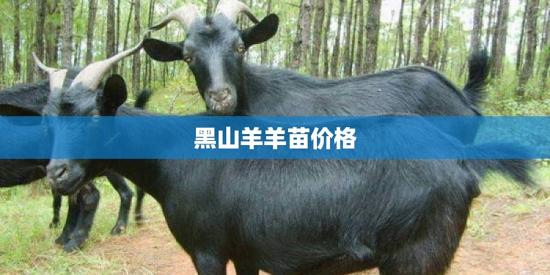 黑山羊羊苗价格 黑山羊羊苗价格