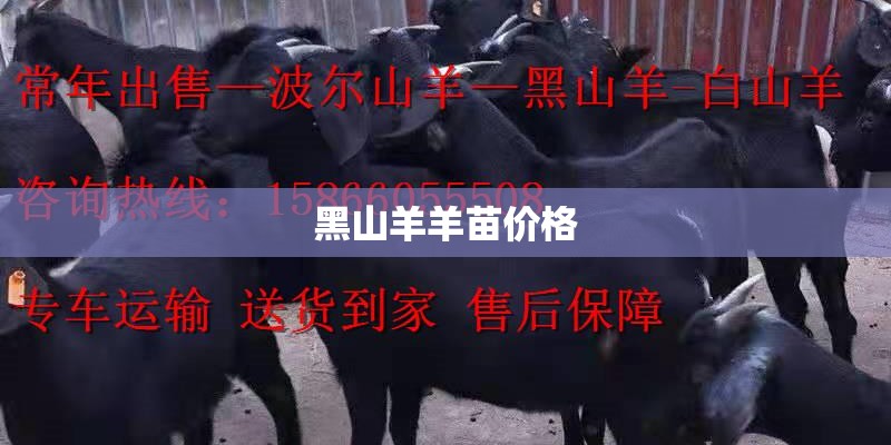 黑山羊羊苗价格 黑山羊羊苗价格