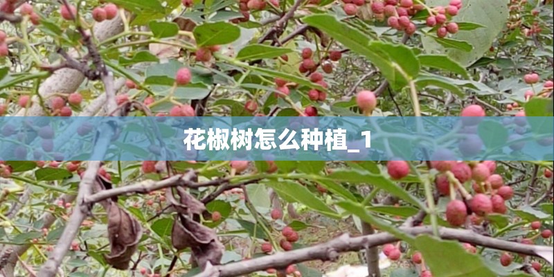 花椒树怎么种植_1