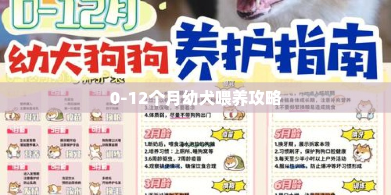0-12个月幼犬喂养攻略