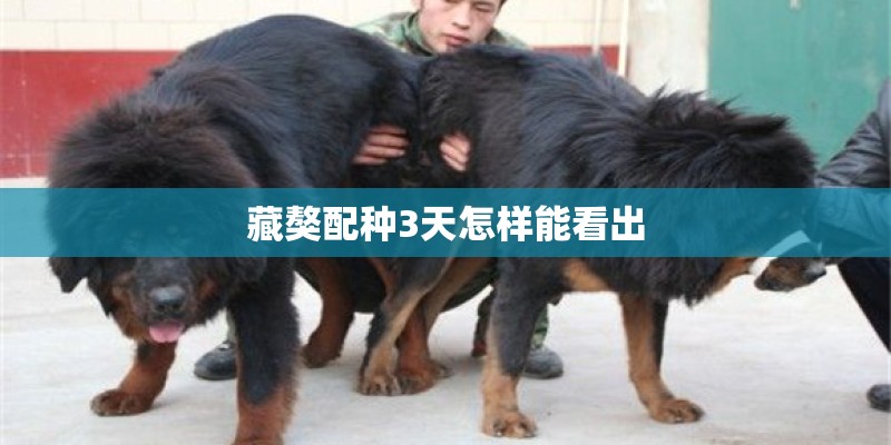 藏獒配种3天怎样能看出