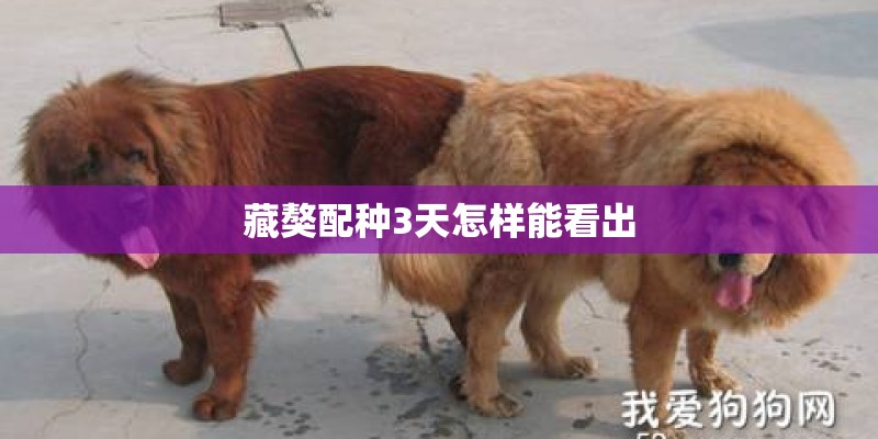 藏獒配种3天怎样能看出
