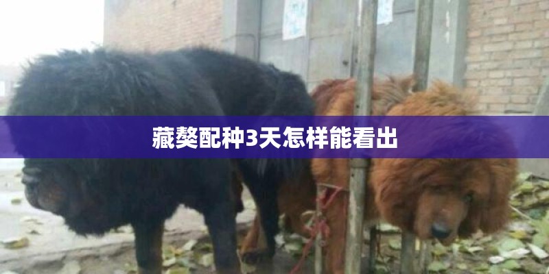 藏獒配种3天怎样能看出