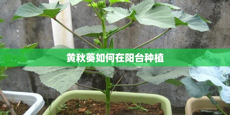 黄秋葵如何在阳台种植