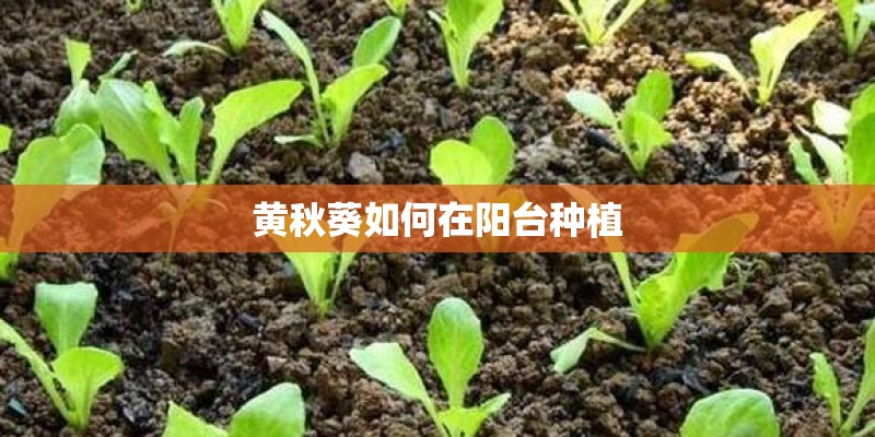 黄秋葵如何在阳台种植