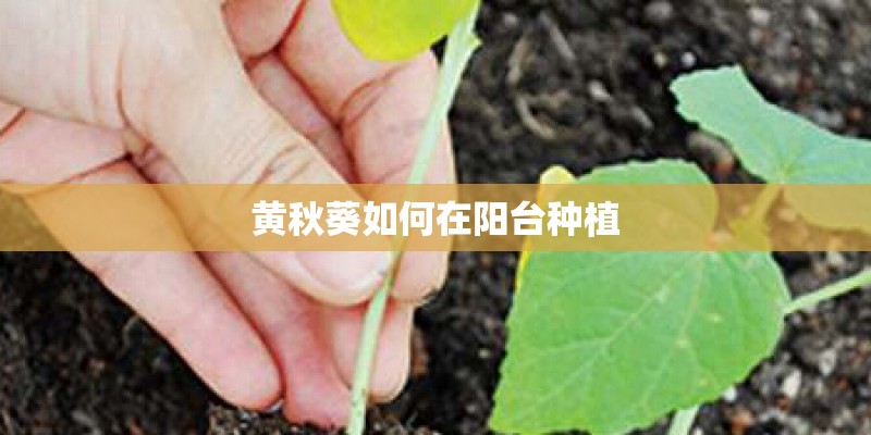 黄秋葵如何在阳台种植