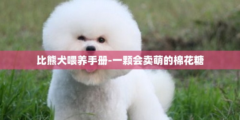 比熊犬喂养手册-一颗会卖萌的棉花糖