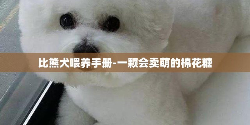 比熊犬喂养手册-一颗会卖萌的棉花糖