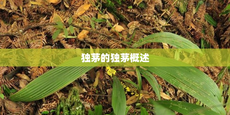 独茅的独茅概述