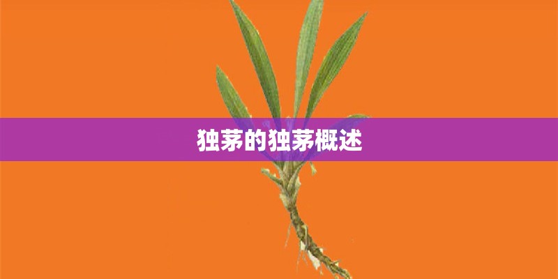 独茅的独茅概述