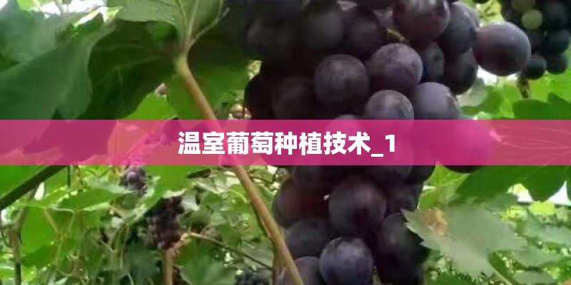 温室葡萄种植技术_1