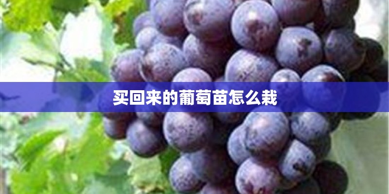 买回来的葡萄苗怎么栽 买回来的葡萄苗怎么栽