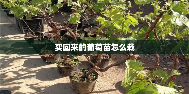 买回来的葡萄苗怎么栽 买回来的葡萄苗怎么栽