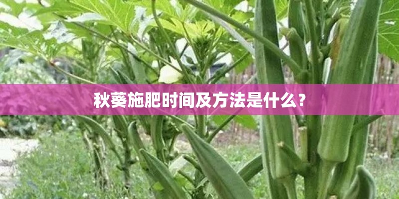秋葵施肥时间及方法是什么？