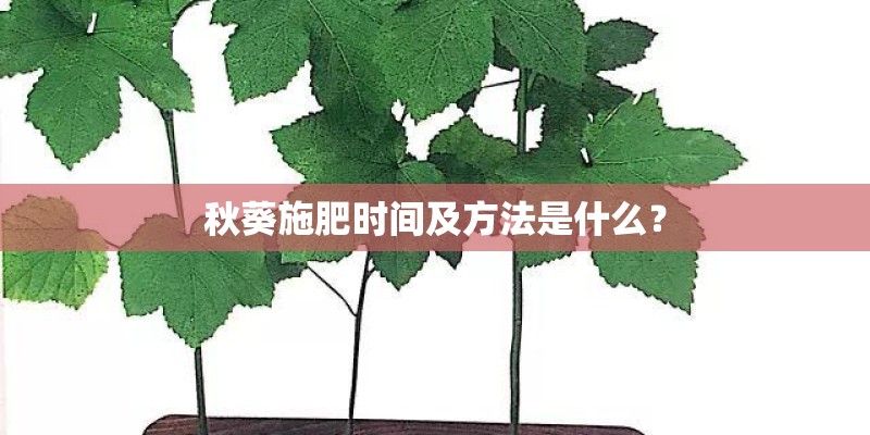 秋葵施肥时间及方法是什么？