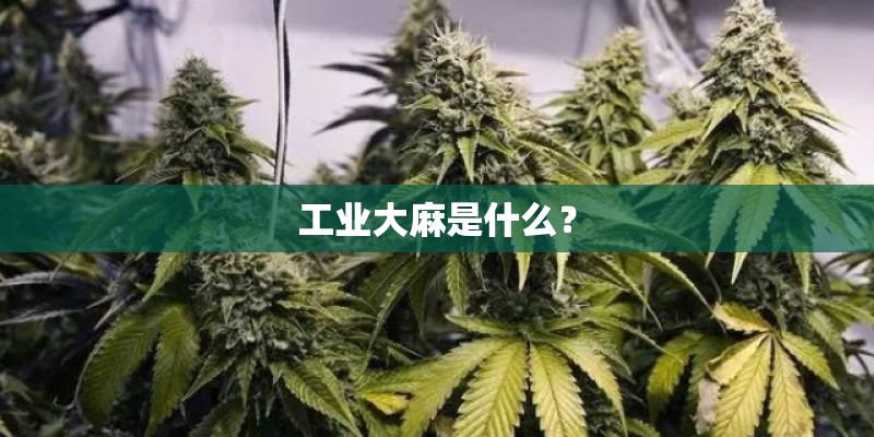 工业大麻是什么？
