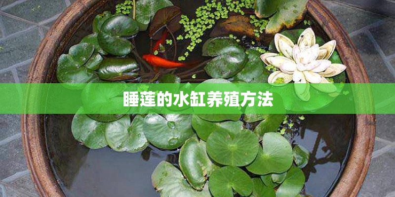 睡莲的水缸养殖方法