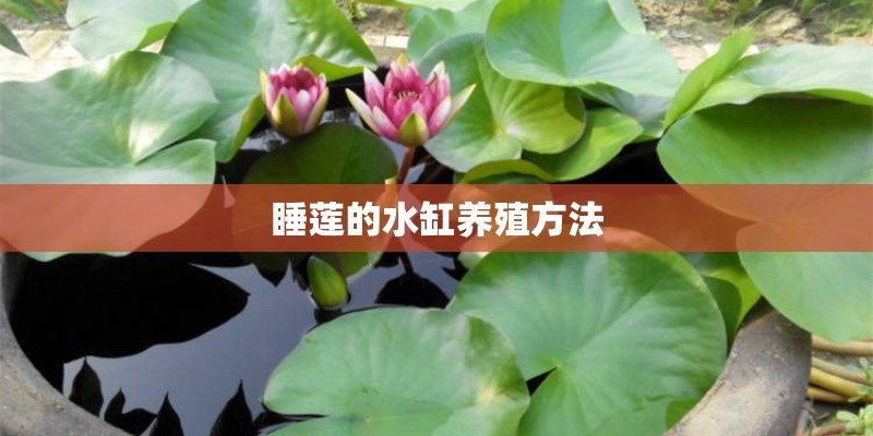 睡莲的水缸养殖方法 睡莲的水缸养殖方法
