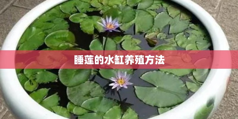 睡莲的水缸养殖方法 睡莲的水缸养殖方法
