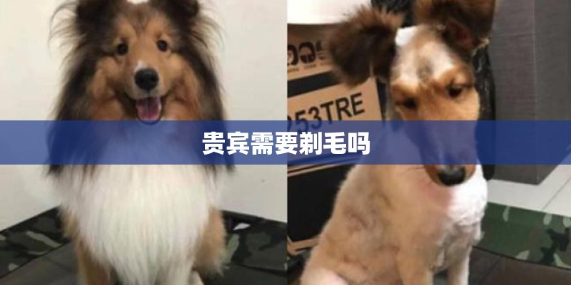 贵宾需要剃毛吗