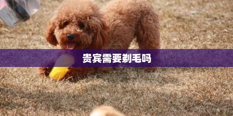 贵宾需要剃毛吗