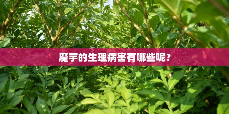 魔芋的生理病害有哪些呢？