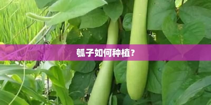 瓠子如何种植？
