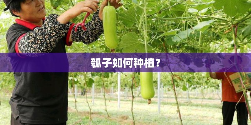 瓠子如何种植? 瓠子如何种植?