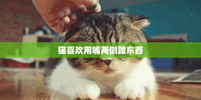 猫喜欢用嘴两侧蹭东西