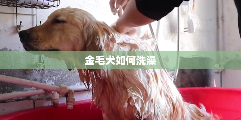 金毛犬如何洗澡