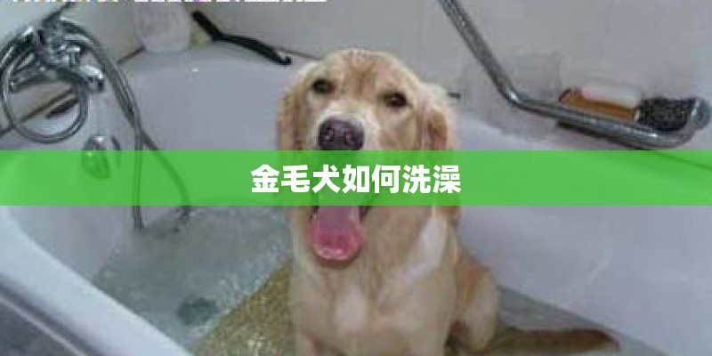 金毛犬如何洗澡 金毛犬如何洗澡