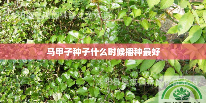 马甲子种子什么时候播种最好