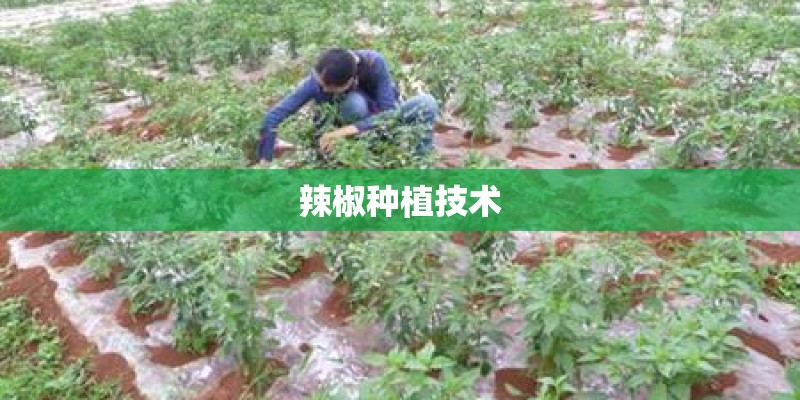 辣椒种植技术