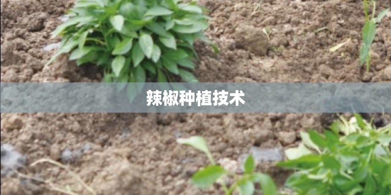 辣椒种植技术 辣椒种植技术