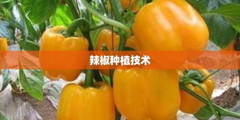辣椒种植技术 辣椒种植技术