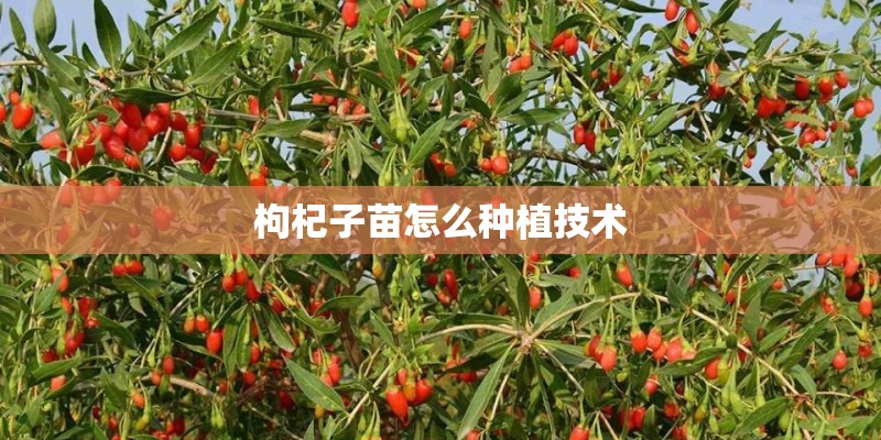 枸杞子苗怎么种植技术