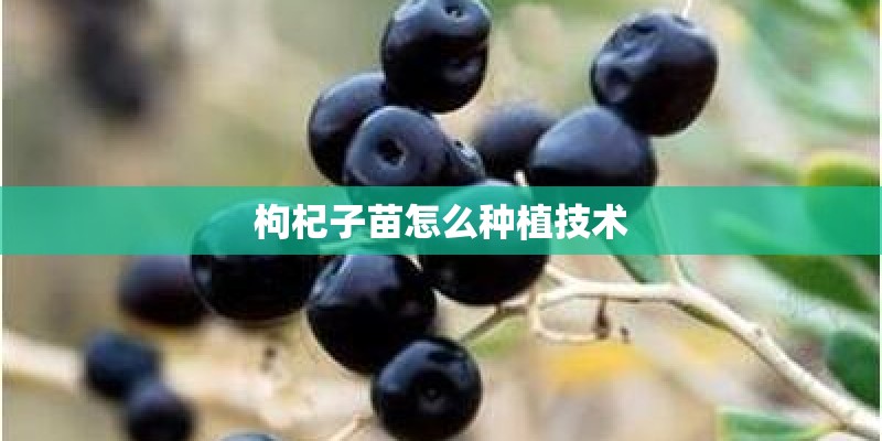 枸杞子苗怎么种植技术 枸杞子苗怎么种植技术