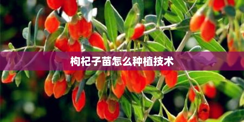 枸杞子苗怎么种植技术 枸杞子苗怎么种植技术
