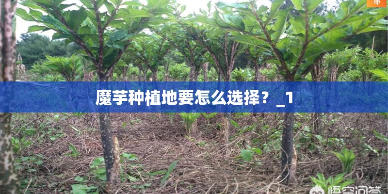 魔芋种植地要怎么选择?_1 魔芋种植地要怎么选择?_1