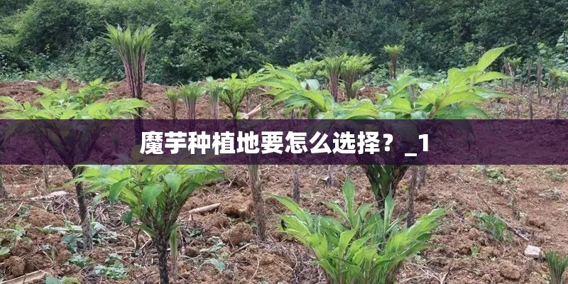 魔芋种植地要怎么选择?_1 魔芋种植地要怎么选择?_1