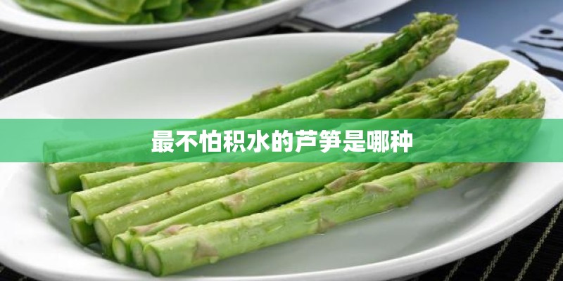 最不怕积水的芦笋是哪种