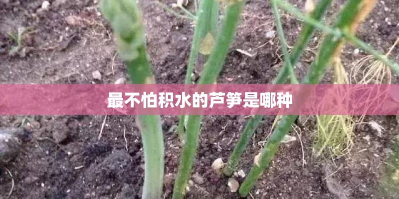 最不怕积水的芦笋是哪种 最不怕积水的芦笋是哪种