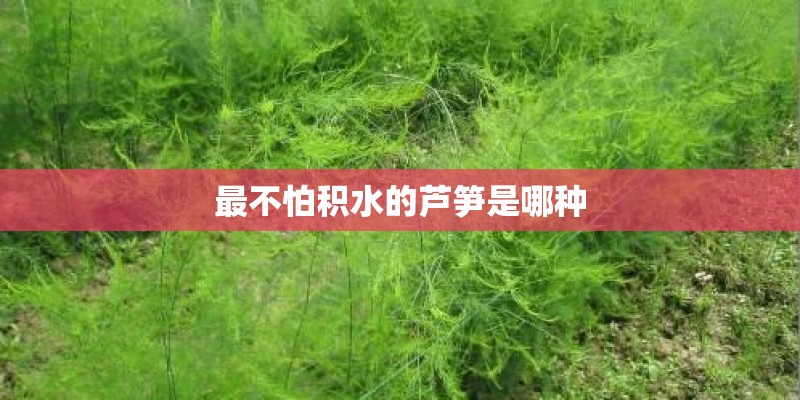 最不怕积水的芦笋是哪种 最不怕积水的芦笋是哪种